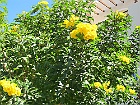 IMG 3129